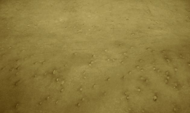 17_Dasselfliege-630x375